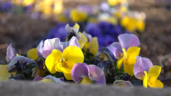 Ezeket a virágokat ültesd el márciusban – egészen őszig díszítik majd a kerted