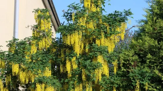 Így lesz igazán szép és egészséges az aranyeső