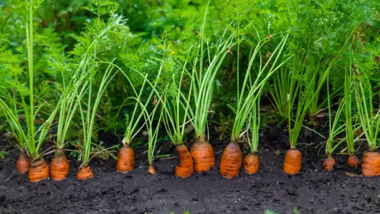 Ha így veted el, gyönyörű sárgarépa nőhet a kertedben