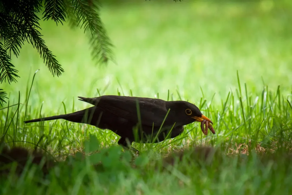 Fekete rigó a fűben, gilisztával a szájában