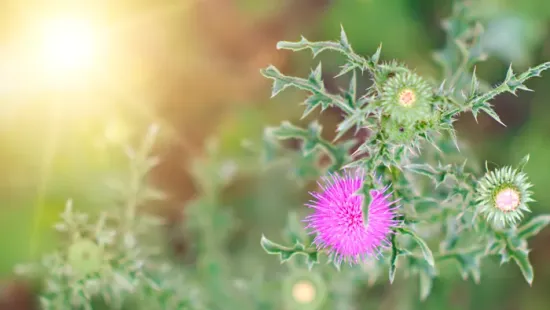 A máriatövis hihetetlen gyógyhatásai, amiket kevesen ismernek