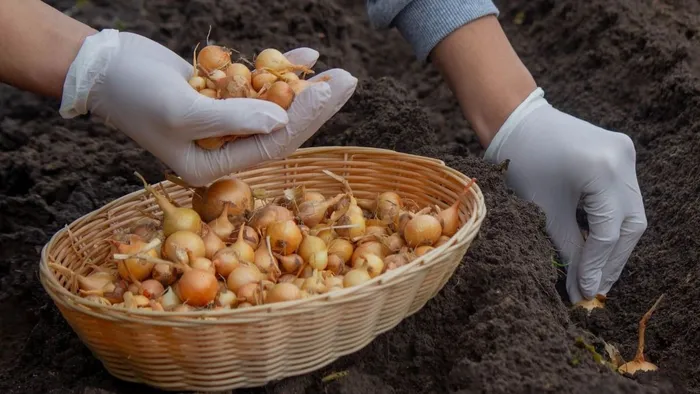 Így ültesd el a dughagymát, hogy tökéletes legyen a veteményes