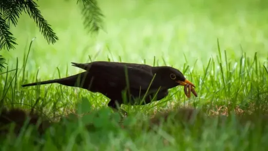 Mit jelent, ha rendszeresen száll fekete rigó a kertedbe?