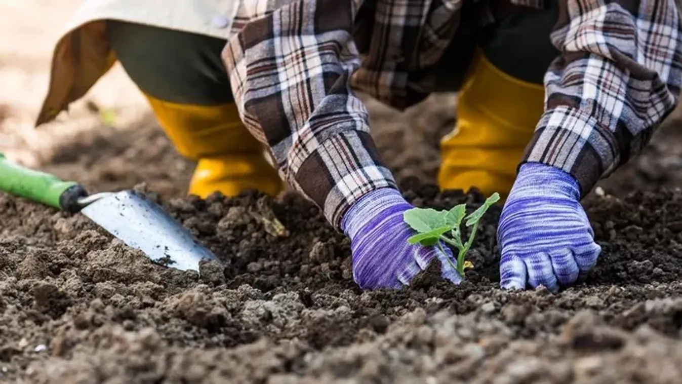 Cukkini vetése: ha ekkor kezded, nyáron bőséges termést szüretelhetsz