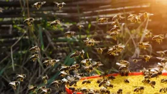 Ezeket a hibákat ne kövesd el, ha óvni szeretnéd a kertedben lévő méheket