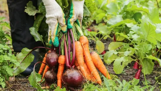 Vegyszermentes kert: természetes megoldások a növények védelmére