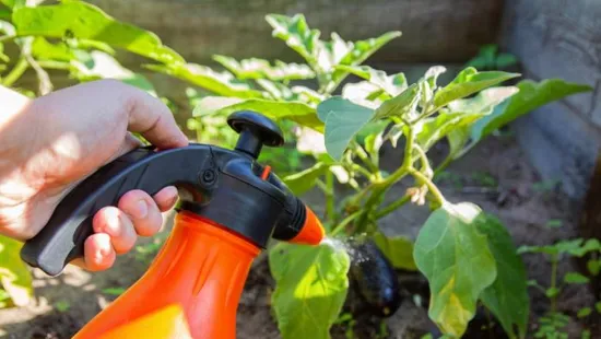 Permetezz tejjel, és meglátod, milyen csoda történik a növényeiddel!