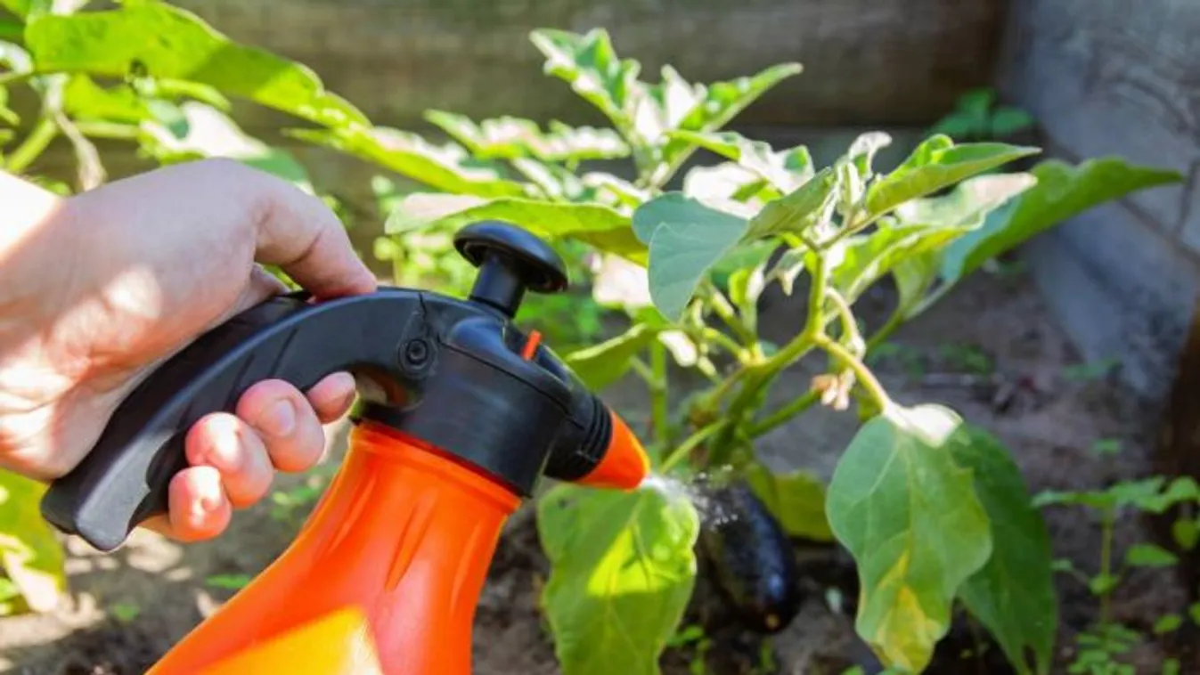 Permetezz tejjel, és meglátod, milyen csoda történik a növényeiddel!