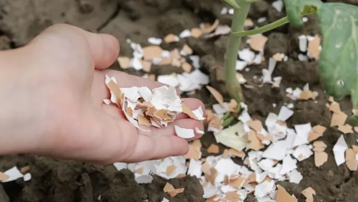 Ezután soha többé nem dobod a kukába, valódi kincs ez a filléres konyhai hulladék