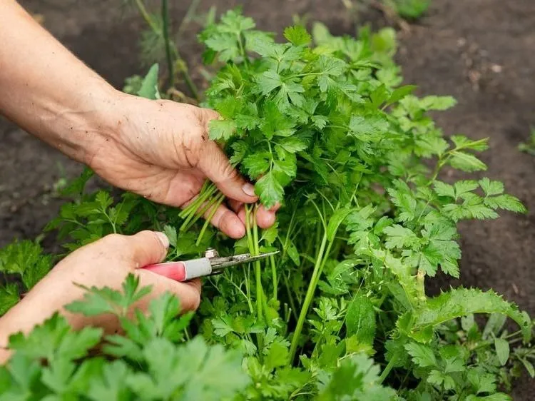 Petrezselyem vetése: ezen a pár apróságon múlik, hogy kikel-e