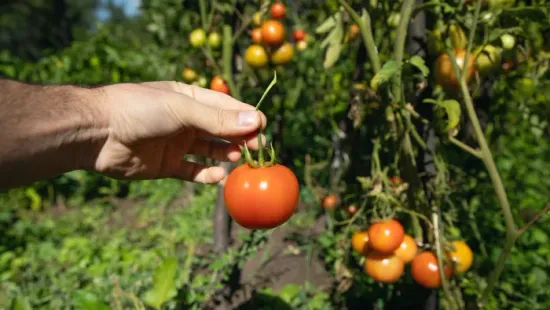 5 hiba, ami nagyban visszavetheti a paradicsomtermést