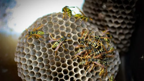 Így tartsd távol a darazsakat: hatékony és természetes módszereket mutatunk