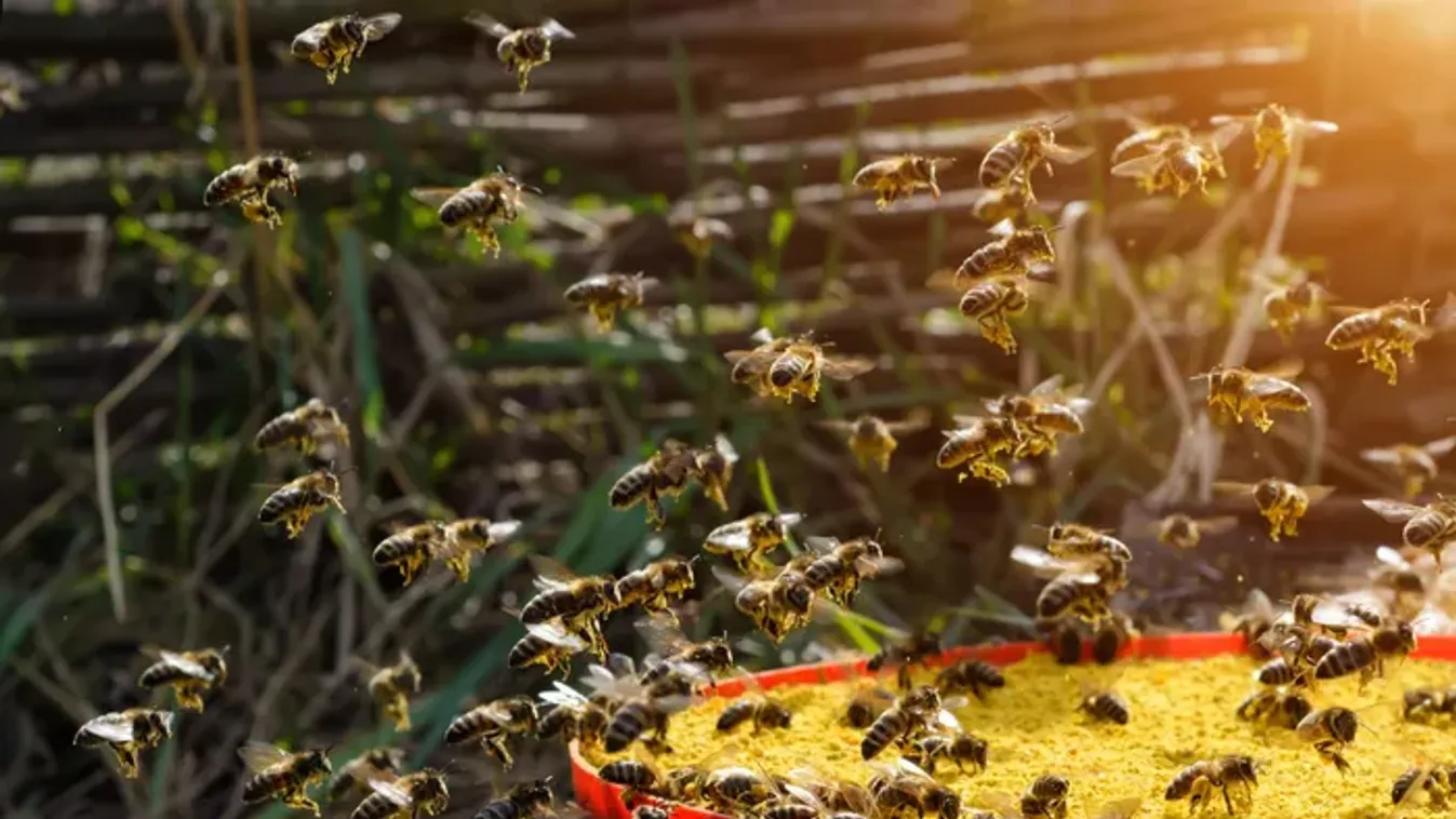 Ezeket a hibákat ne kövesd el, ha óvni szeretnéd a kertedben lévő méheket