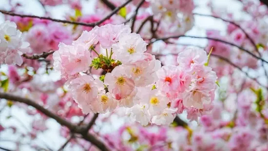 Siess, le ne maradj! Ezek a legszebb cseresznyevirágos helyek Budapesten