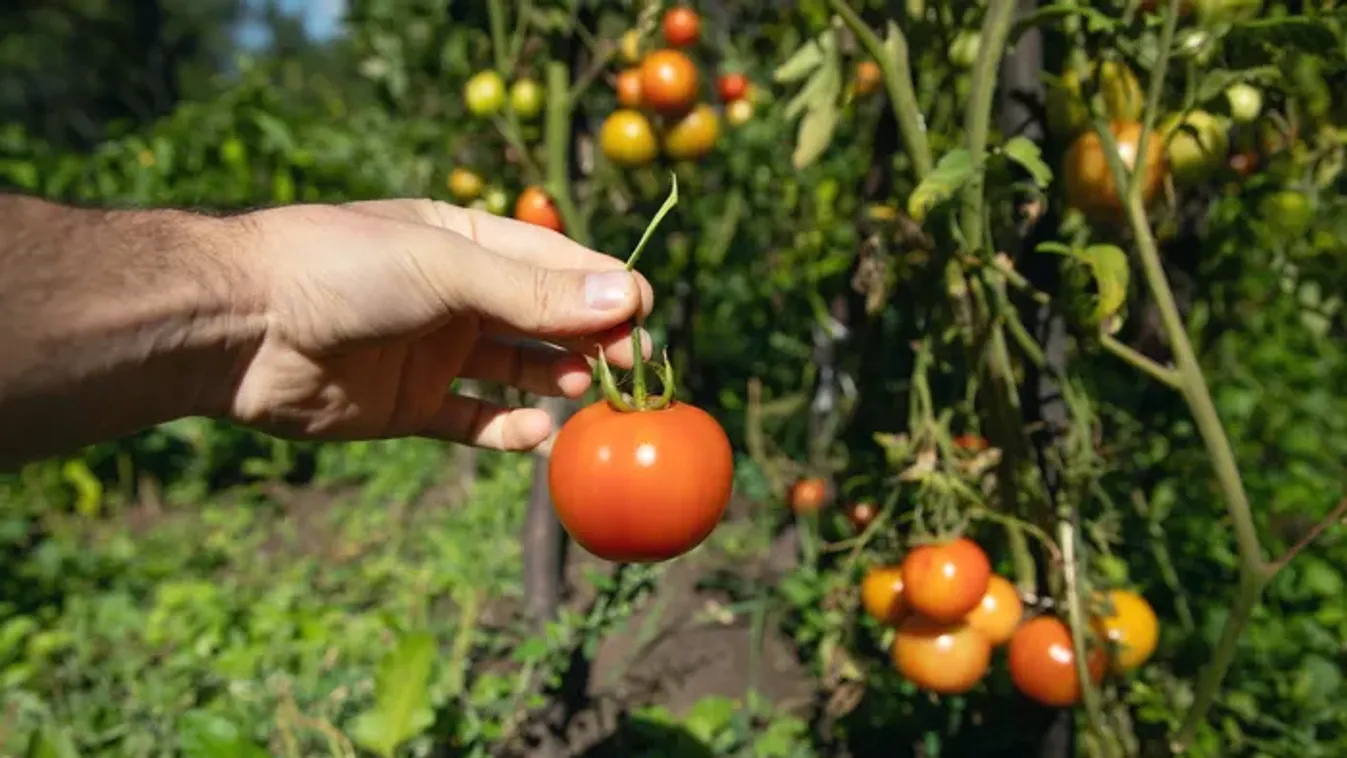 5 hiba, ami nagyban visszavetheti a paradicsomtermést