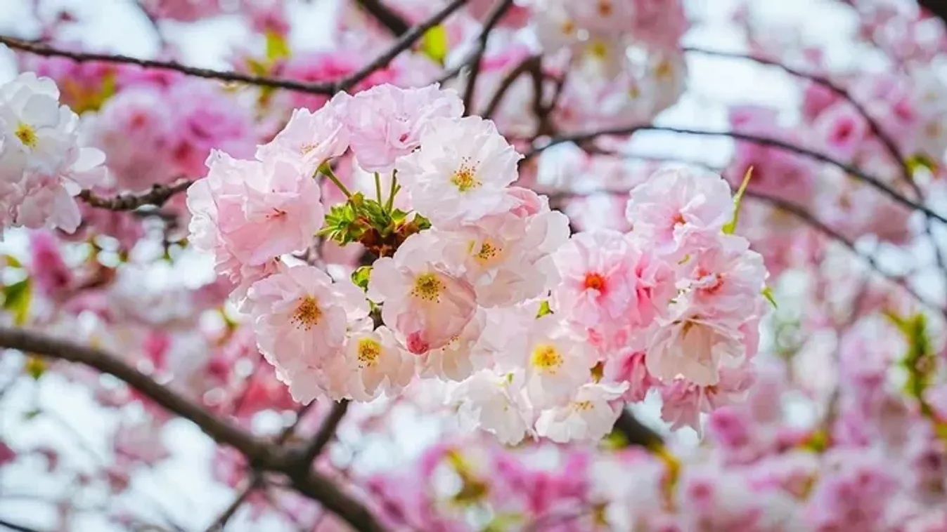 Siess, le ne maradj! Ezek a legszebb cseresznyevirágos helyek Budapesten
