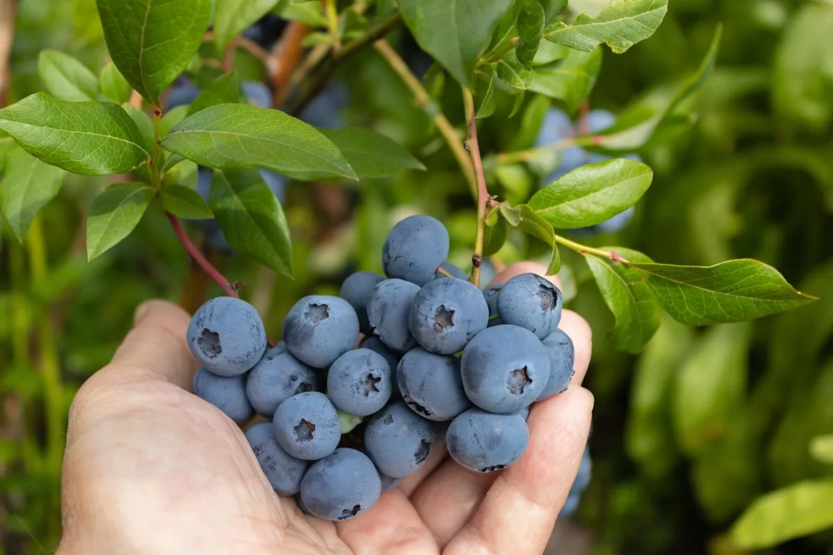 Az áfonya tele van értékes vitaminokkal és ásványi anyagokkal