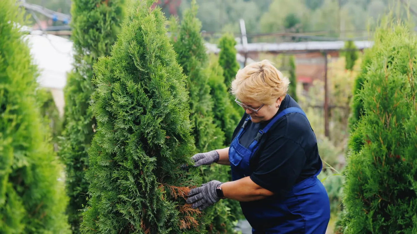 Így gondozd a tujabokrokat tavasszal, hogy nyárra ragyogó zöldben pompázzanak