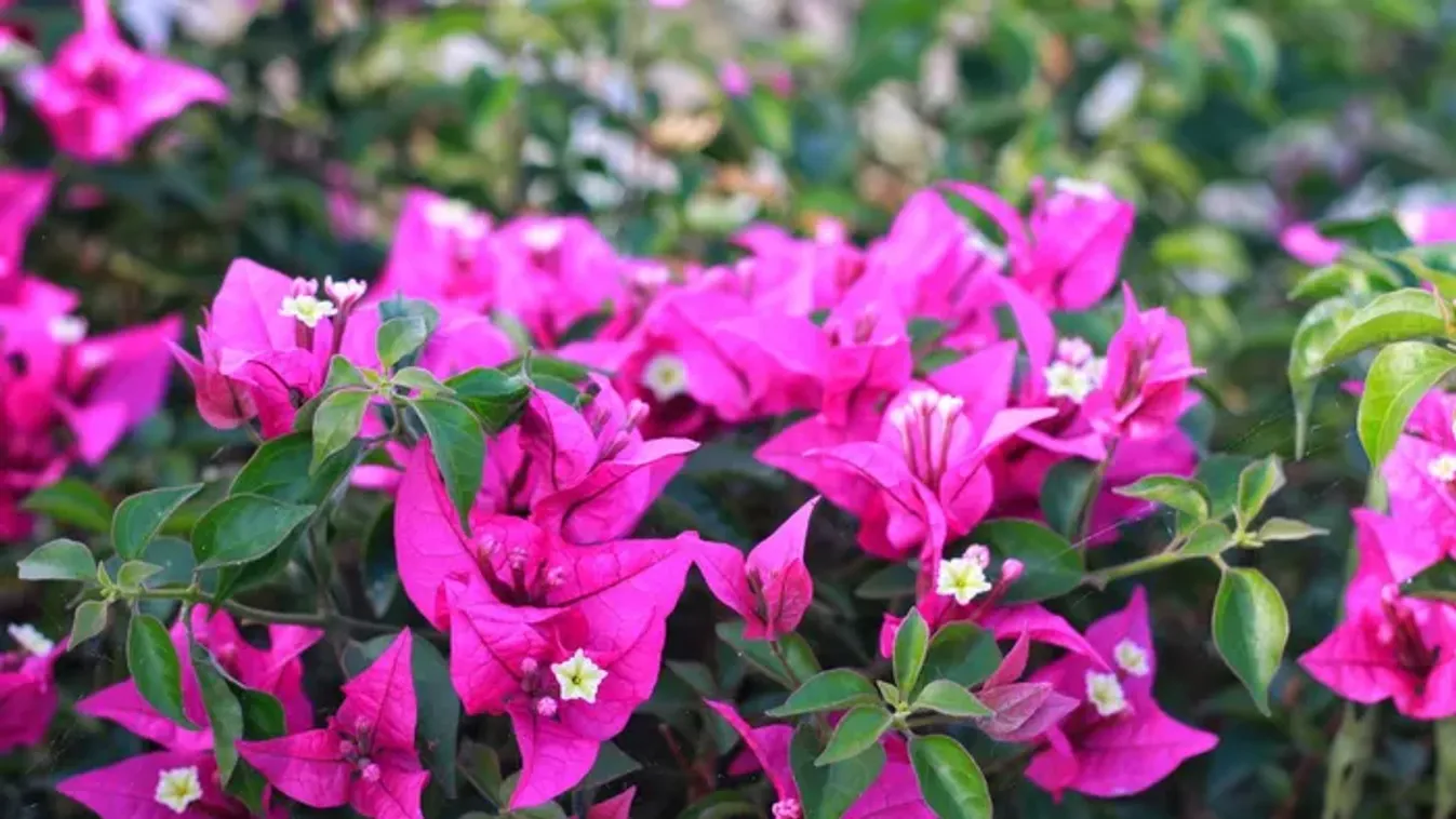 Felejtsd el a muskátlit! Ez a mediterrán csodanövény lesz a balkonok új sztárja!