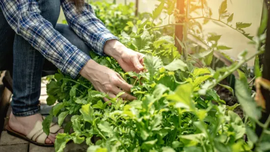 Ezt az 5 tavaszi munkát ne hagyd ki, ha szép kertet akarsz nyárra