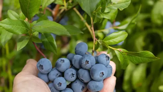 Ez történik a testeddel, ha minden nap eszel áfonyát – 10 ok, amiért megéri elkezdeni