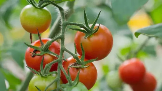 Kiderült a titok! Így lesz elképesztően finom a házi paradicsom