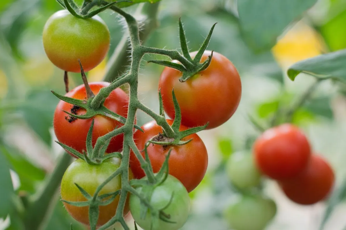 Ettől az egy trükktől mézédes lesz a paradicsom