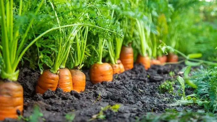 Emiatt a vetési hiba miatt marad apró és cérnavékony a sárgarépa