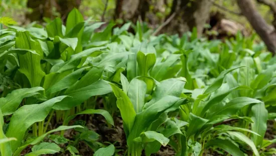 Medvehagyma vagy gyöngyvirág? Ezt ellenőrizd a szedés előtt – videó