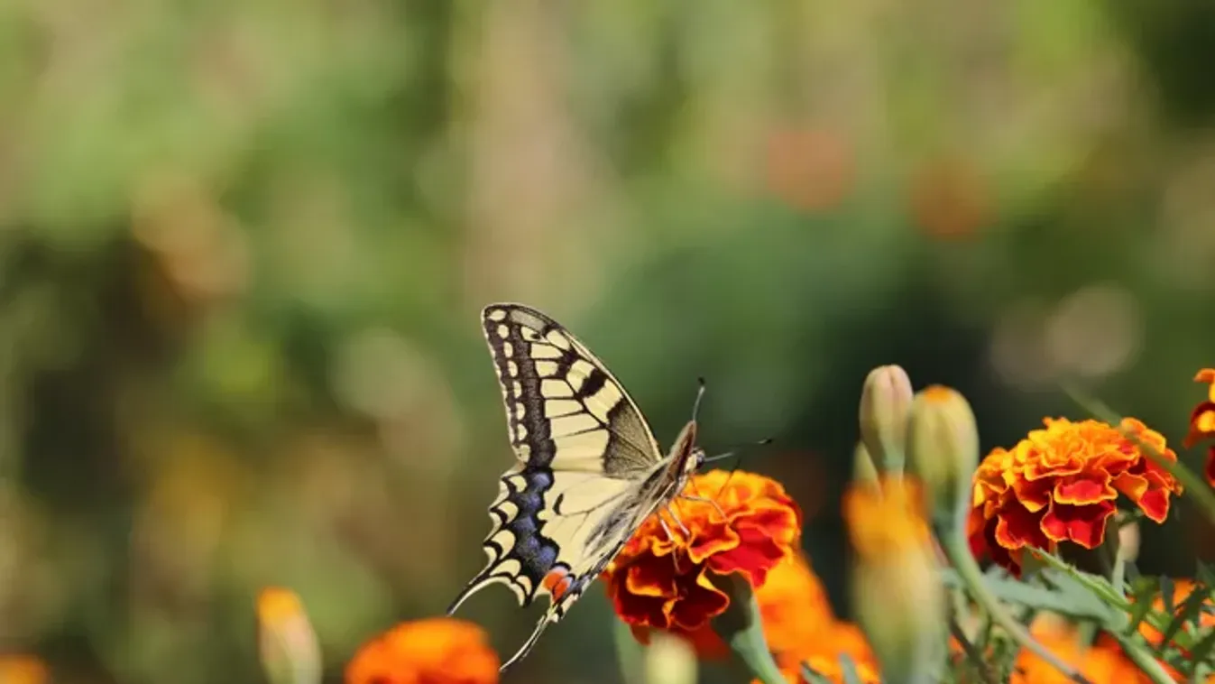 Mit jelent, ha eltűntek a pillangók a kertedből?