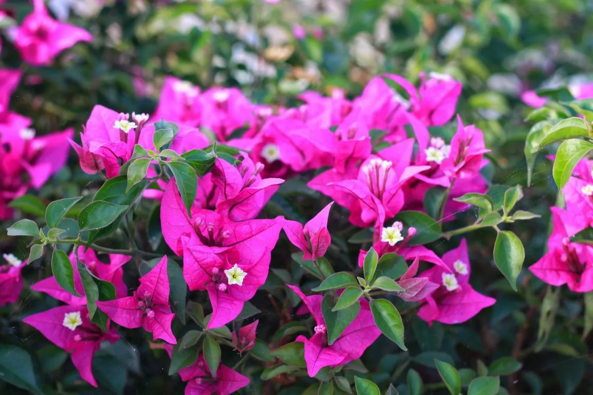 A bougainvillea, más néven murvafürt tökéletes balkonnövény