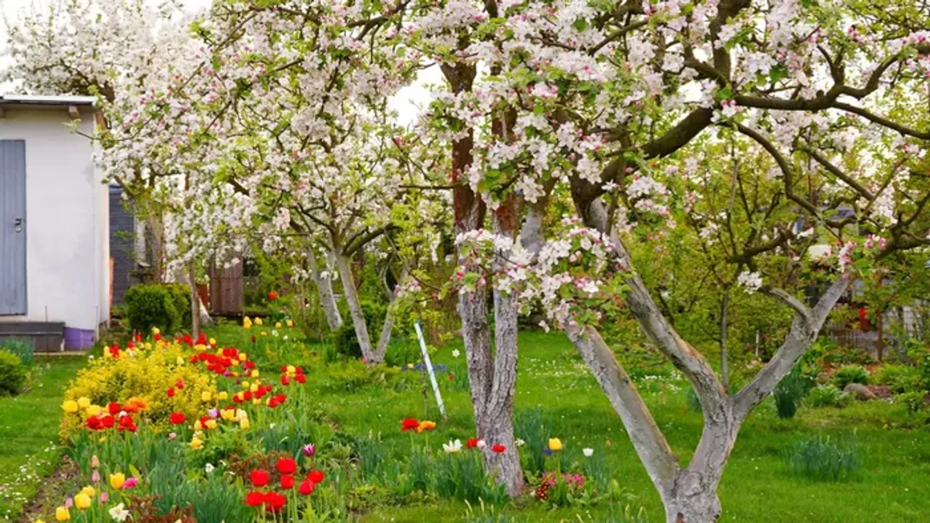 Nem foglalkozunk vele, pedig a fa élete múlhat rajta – így előzheted meg a kéregrepedést!