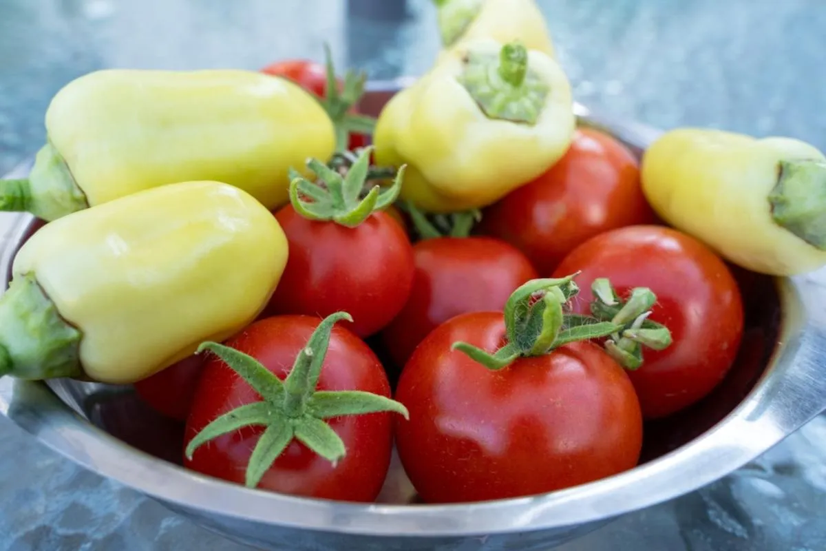 A paradicsom és a paprika ültetése: egy tányérban friss zöldség
