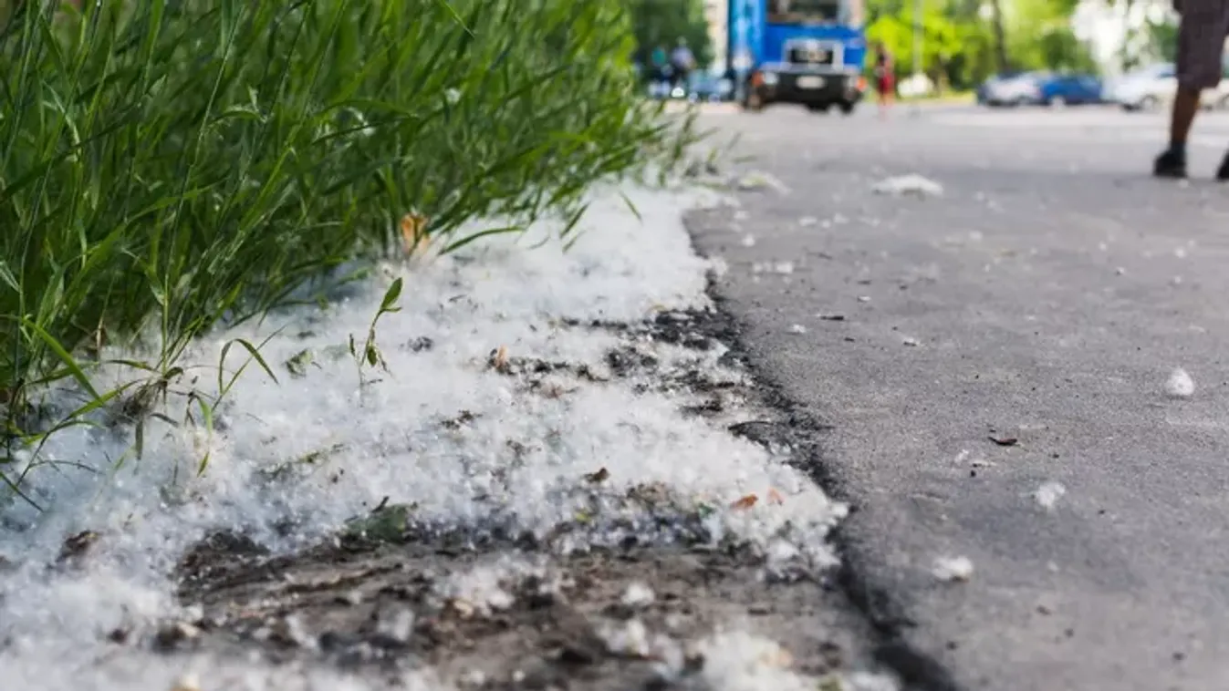 Nem is a nyárfaszösz okoz allergiát? Ezt eddig mindenki rosszul tudta!