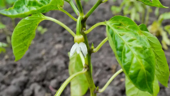 Ezért dobja le a virágát a paprika – nem a locsolás a hibás!