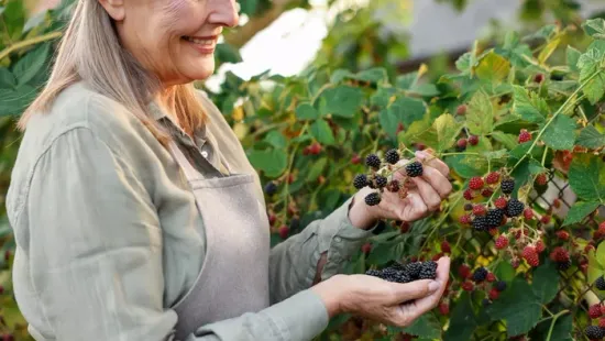 Ettől az apró trükktől roskadozni fog a szederbokor a kertben