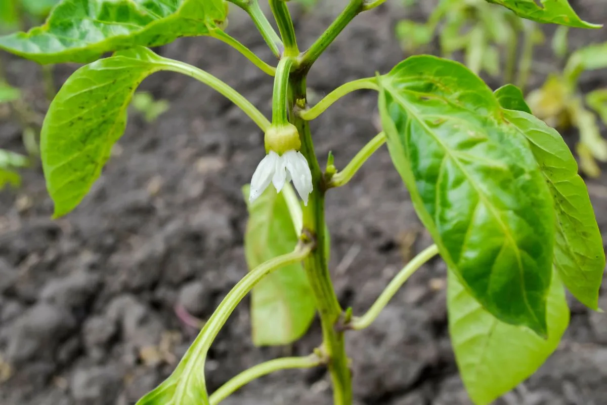 A paprika több ok miatt is ledobhatja a virágát