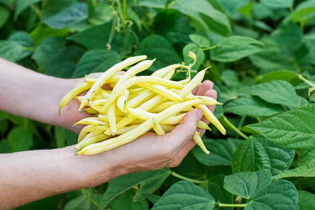 Női kézben egy adag frissen szedett zöldbab