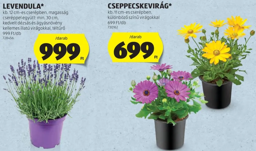 Szebbnél szebb növények lesznek az Aldiban szuper áron