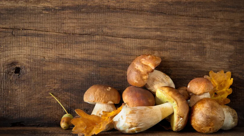 Porcini
