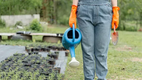 10 szárazságtűrő növény, ami a legnagyobb nyári forróságban is állja a sarat