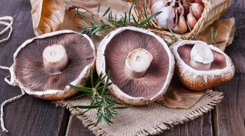 Portobello gomba