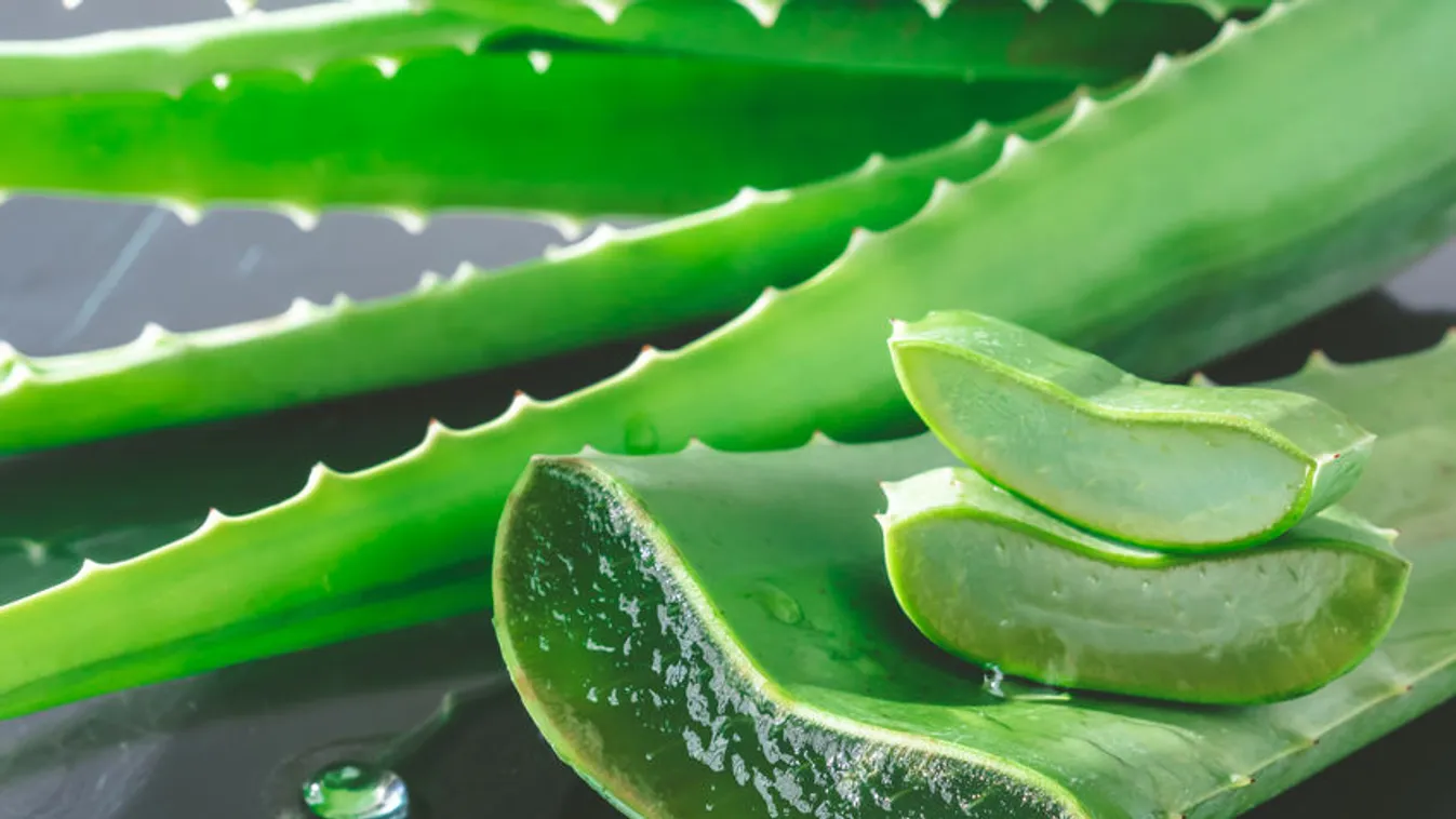 agave toumeyana var. bella AG018: Agave toumeyana v. bella COLD HARDY CACTUS – COLDHARDYCACTUS main image 1