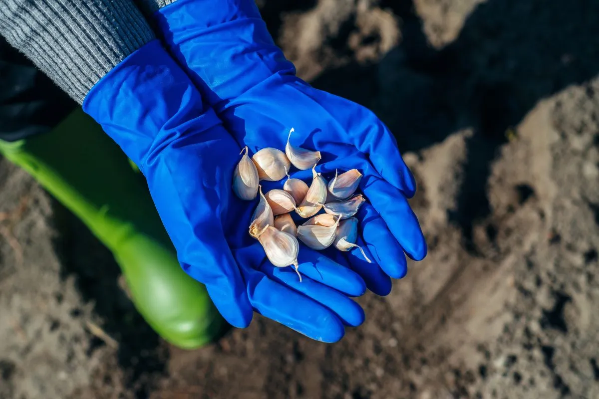 Az őszi munkák közé tartozik a fokhagyma elültetése is