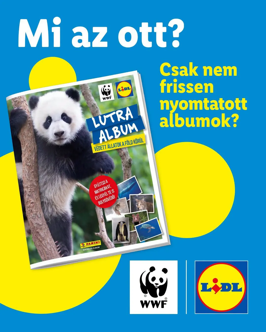 Lutra-láz tört ki a Lidlben: újra feltöltik az albumokat, de csak korlátozott számban